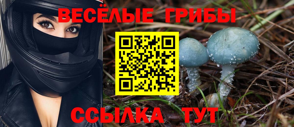 Псилоцибиновые грибы Psilocybine cubensis Тейково